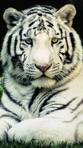 10 Indian Baby Names Inspired by the Royal Bengal Tiger 10 Indian Baby Names Inspired by the Royal Bengal Tiger