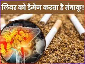 लिवर को कैसे डैमेज करता है तंबाकू? बढ़ जाता है इन गंभीर रोगों का खतरा लिवर को कैसे डैमेज करता है तंबाकू? बढ़ जाता है इन गंभीर रोगों का खतरा