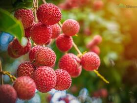 Beat the Heat: Discover Why Lychee is a Summer Essential Beat the Heat: Discover Why Lychee is a Summer Essential