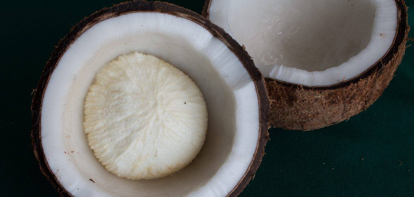 10 Benefits Of Eating Coconut Sprouts: Is Sprouted Coconut Good For Health?