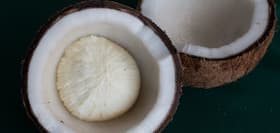10 Benefits Of Eating Coconut Sprouts: Is Sprouted Coconut Good For Health? 10 Benefits Of Eating Coconut Sprouts: Is Sprouted Coconut Good For Health?