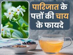 हड्डियों में दर्द को कम करने के लिए पीएं इस पत्ते की चाय, इन समस्याओं से भी मिलेगा आराम