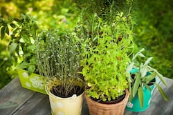 4 Herbs To Keep Your Child's Body Cool In Summer