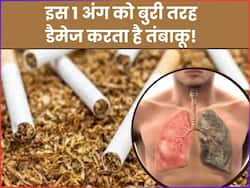 शरीर के इस 1 अंग पर सबसे ज्यादा खराब करता है तंबाकू, बढ़ जाता है कैंसर होने का जोखिम