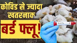 Bird Flu Preventions: बर्ड फ्लू के ये हैं लक्षण, ऐसे होगा बचाव! देखें ये वीडियो