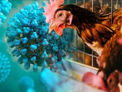WHO Confirms World's First Human Death From Bird Flu In Mexico: Experts Reveal 7 Unusual Symptoms