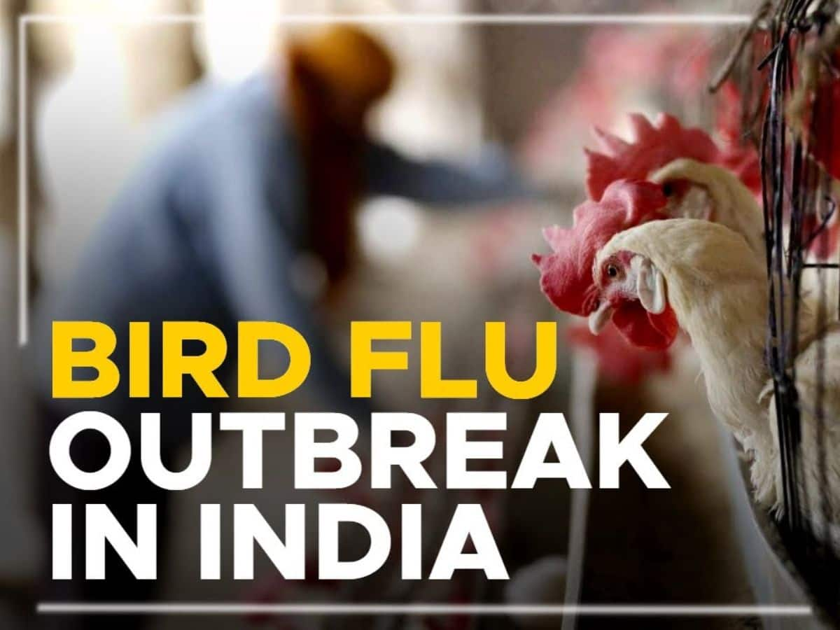 New Bird Flu Variant In India: H9N2 Avian Flu Outbreak Reported; Top 7 Signs You Are Infected