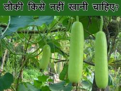 इन 5 बीमारियों से जूझ रहे लोग भूलकर भी न खाएं लौकी, सेहत को हो सकता है गंभीर नुकसान