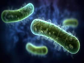 Amid E.Coli Outbreak In The UK, Here's Everything To Know About The Bacteria