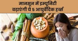 मानसून में हेल्दी रहने के लिए डाइट में शामिल करें ये 5 आयुर्वेदिक हर्ब्स, पूरे सीजन नहीं पड़ेंगे बीमार