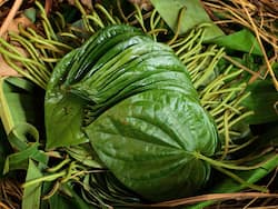 7 Health Benefits of Chewing Betel Leaves Daily At Night As Per Ayurveda