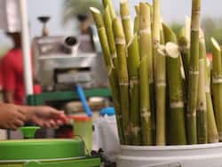 Sugarcane Juice Side Effects: Diabetes And 7 Dangerous Health Hazards of Drinking Ganne Ka Ras Daily In Summer