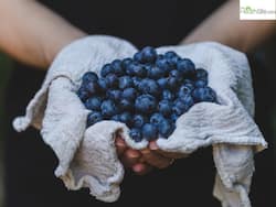 7 Health Benefits of Eating Blueberries As Per Ayurveda