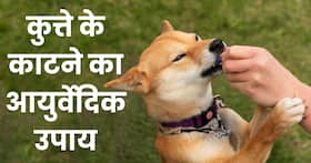 कुत्ता काट ले तो तुरंत करें ये 1 आयुर्वेदिक उपाय, खत्म हो जाएगा जहर का असर