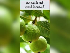 खाली पेट अमरूद के पत्ते चबाने के फायदे