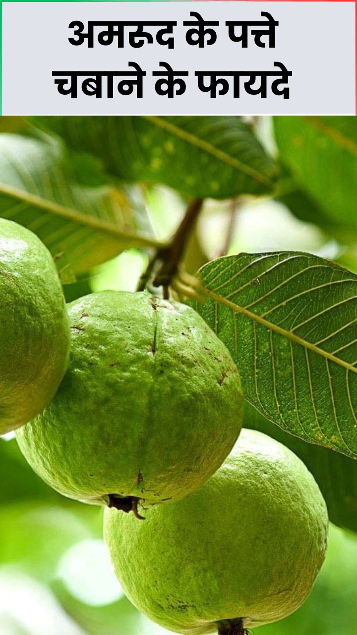 рдЦрд╛рд▓реА рдкреЗрдЯ рдЕрдорд░реВрдж рдХреЗ рдкрддреНрддреЗ рдЪрдмрд╛рдиреЗ рдХреЗ рдлрд╛рдпрджреЗ