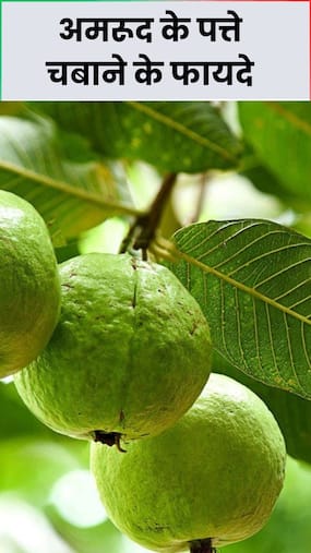 खाली पेट अमरूद के पत्ते चबाने के फायदे