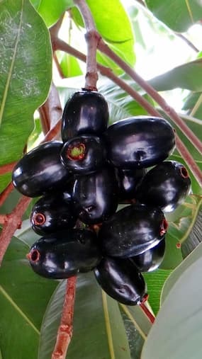 Jamun benefits: रोज खाएं केवल 2 जामुन, हेल्थ को मिलेंगे सैंकड़ों फायदे