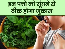 चबाने नहीं बल्कि इन पत्तों को सूंघने भर से ठीक हो जाता है जुकाम, जानें इसका नाम और फायदे
