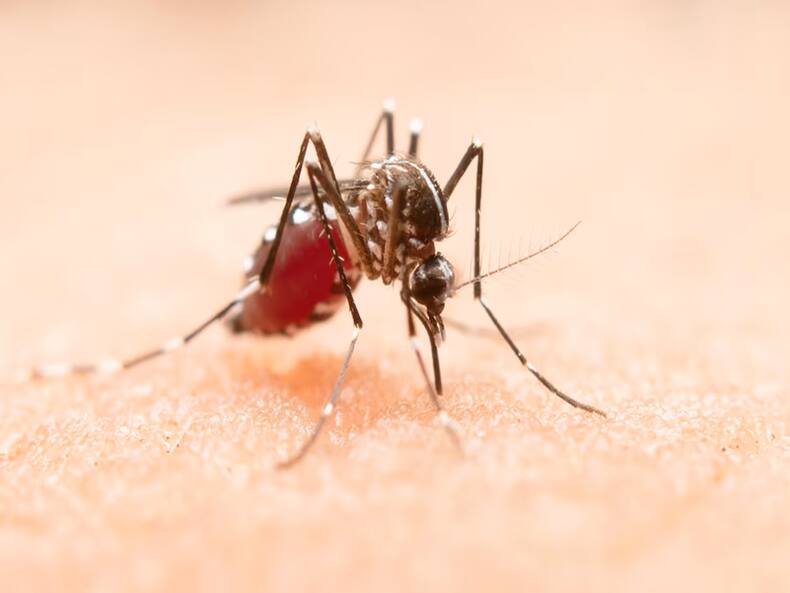 Colour, Scent, Sweat Or Blood? What Causes Mosquitoes To Bite Humans