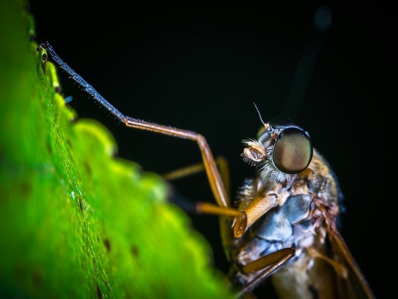 Colour, Scent, Sweat Or Blood? What Causes Mosquitoes To Bite Humans