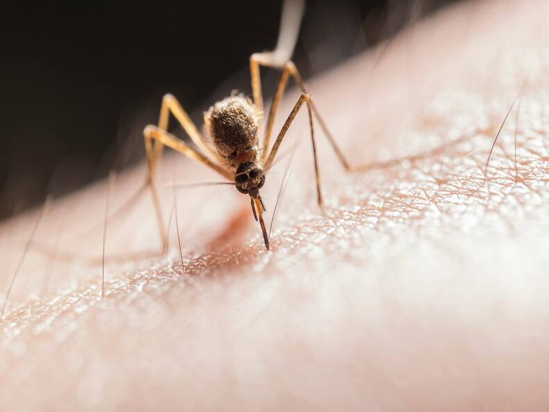 Colour, Scent, Sweat Or Blood? What Causes Mosquitoes To Bite Humans