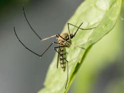 Colour, Scent, Sweat Or Blood? What Causes Mosquitoes To  Bite  Humans