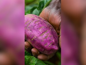 बैंगनी आलू खाने के 7 बड़े फायदे