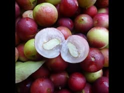 Camu Camu Benefits For Skin: How Much Camu Camu Powder Should You Take Daily?
