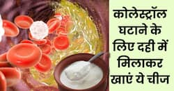 नसों में जमा बैड कोलेस्ट्रॉल पिघलकर निकल जाएगा बाहर, बस दही में मिलाकर खाएं ये खास चीज