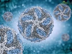 Foods To Eat While Recovering From Dengue