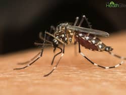 Dengue Outbreak In India: With Over 1,000 Cases Reported In 3 Weeks, Country Battles Worst Dengue Surge