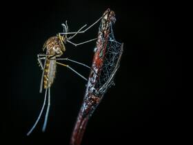 BMC launches 'Bhaag Machchar Bhaag' In Maharashtra To Counter Vector-Borne Diseases: Full Report