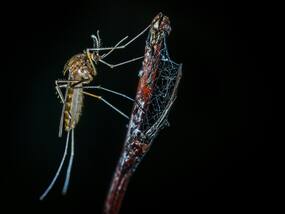 BMC launches 'Bhaag Machchar Bhaag' In Maharashtra To Counter Vector-Borne Diseases: Full Report
