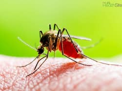 The Neurological Toll Of Dengue Fever: What You Need To Know