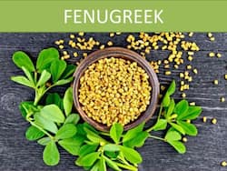 Fenugreek Seeds For High Cholesterol: 7 Ways To Consume Methi To Lower High LDL Cholesterol Levels