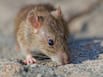 Everything To Know About The Deadly Hantavirus That Has Been Claiming Lives In The US