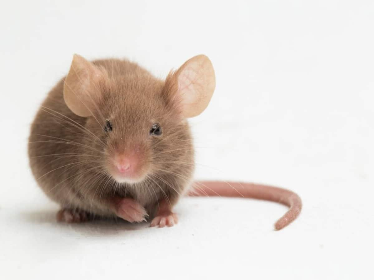 Everything To Know About The Deadly Hantavirus That Has Been Claiming ...