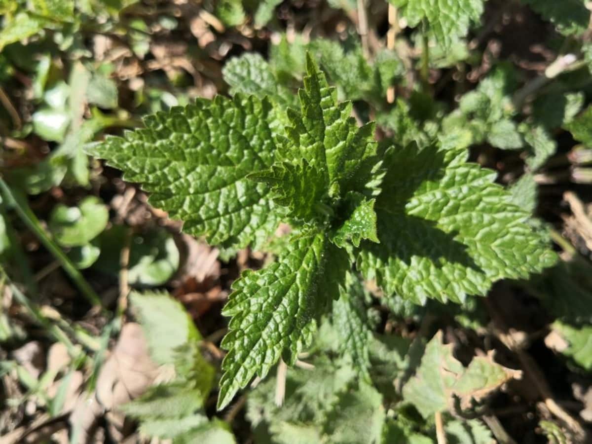 Fight Against Seasonal Allergies, Seasonal allergies, seasonal allergy, natural remedies, how to fight seasonal allergies naturally, natural remedy for seasonal allergy