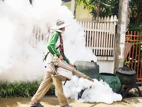 Vector-Borne Diseases Surge In India, Expert Provides Insights On Precautionary Measures