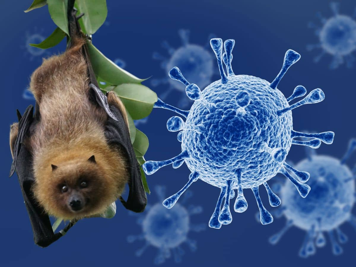 Nipah Virus Detected In Kerala: 14-Year Old Boy Infected With Severe ...