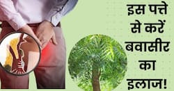 फ्री में मिलने वाली इस 1 पत्ती से खूनी बवासीर का करें इलाज, बिना सर्जरी तुरंत मिलेगा आराम