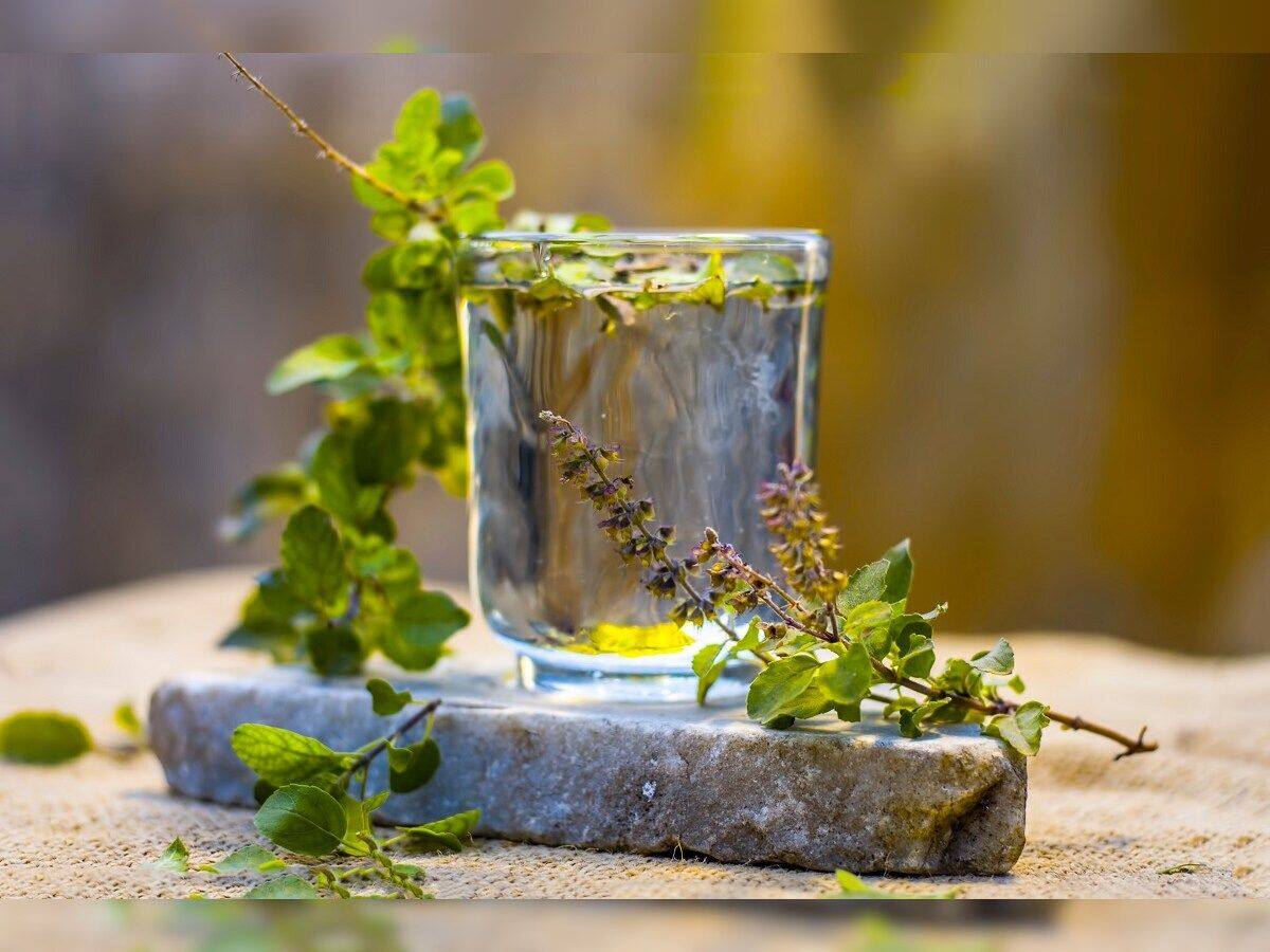 Clogged Arteries: 7 Ways Drinking Tulsi Water On Empty Stomach Can Help Clean Heart Arteries Naturally