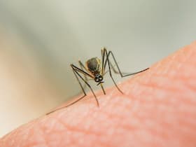 Zika Virus Alert In Karnataka: 74-Year-Old Man Succumbs To Infection, Another Case Detected