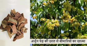 शरीर में छिपी इन 5 बीमारियों का काम तमाम करेगी अर्जुन की छाल, बस बरतनी हैं ये सावधानियां