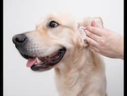 Dealing With Chronic Ear Issues In Dogs: Long-Term Care And Management