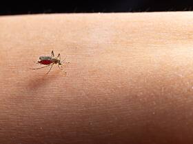 Brazil Records First-Ever Deaths From Oropuche Virus: What We Know So Far