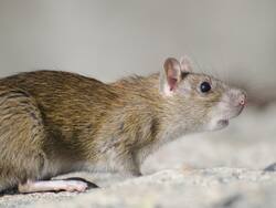 Beware Of These 7 Deadly Diseases That Spread From House Rats And Rodents