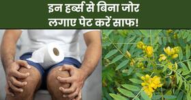 आंतों में सालों से चिपके मल को बाहर कर देंगी ये 3 आयुर्वेद जड़ी-बूटियां, बिना जोर लगाए पेट हो जाएगा साफ आंतों में सालों से चिपके मल को बाहर कर देंगी ये 3 आयुर्वेद जड़ी-बूटियां, बिना जोर लगाए पेट हो जाएगा साफ