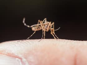 Serum Institute Of India And Oxford University Rolls Out High Efficacy Malaria Vaccines In Africa
